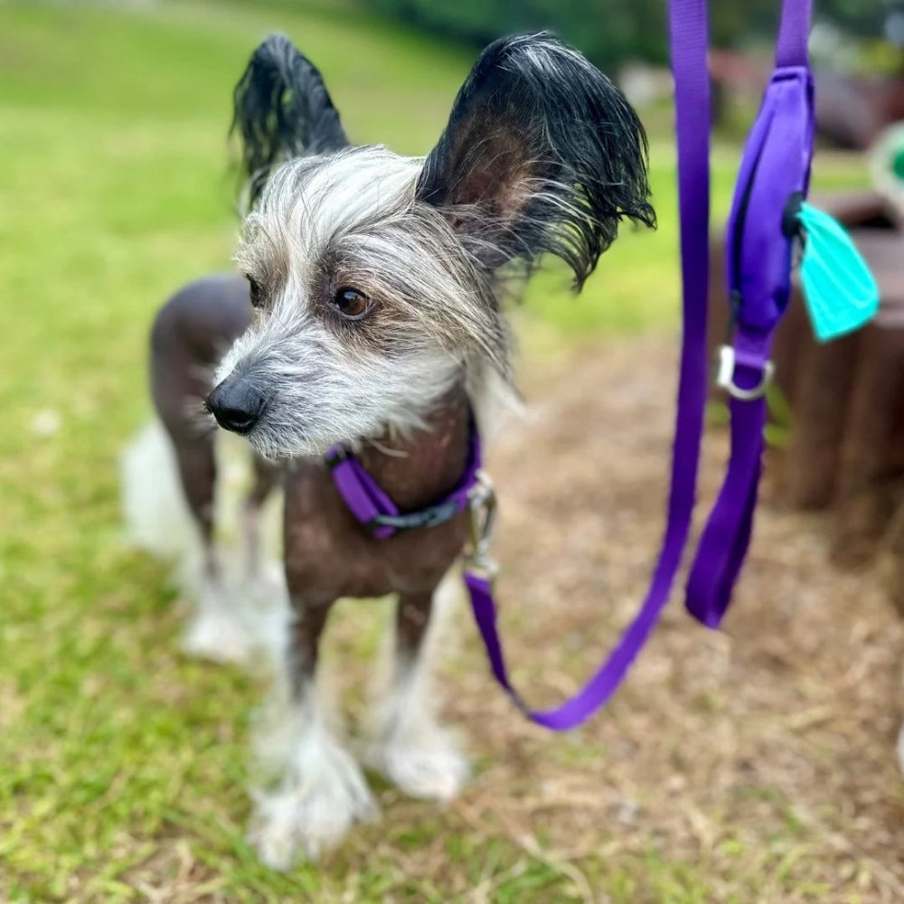 PURPLE DOG Leash with Built-in Poop Bag Holder