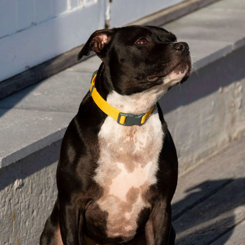 YELLOW DOG Recycled Collar