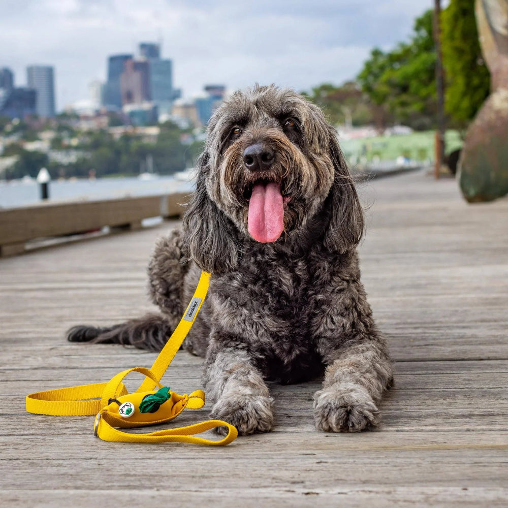 YELLOW DOG Leash with Built-in Poop Bag Holder