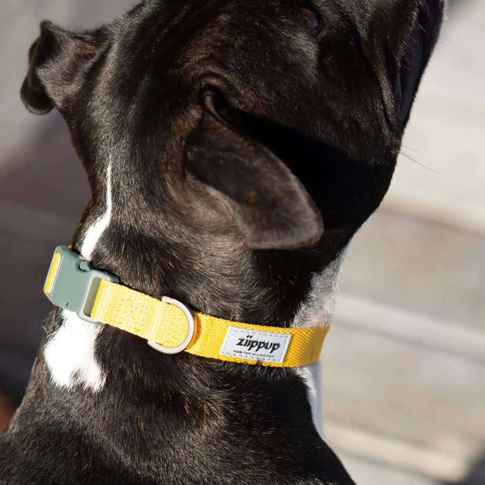 YELLOW DOG Recycled Collar